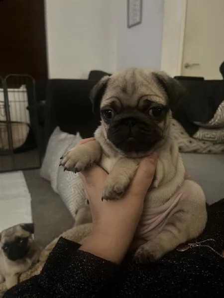 cuccioli carlino | Foto 1