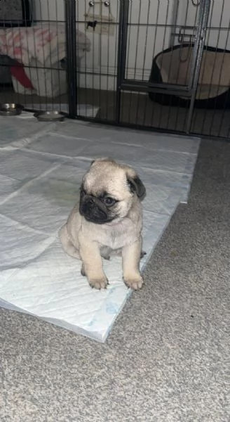 cuccioli carlino | Foto 0