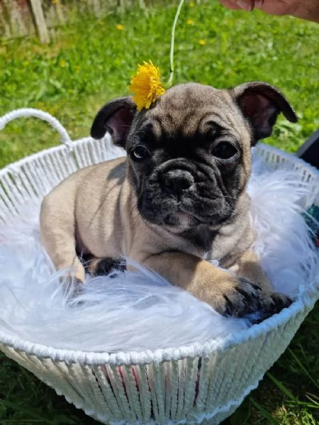 cuccioli di bulldog francese disponibili per l'adozione | Foto 1
