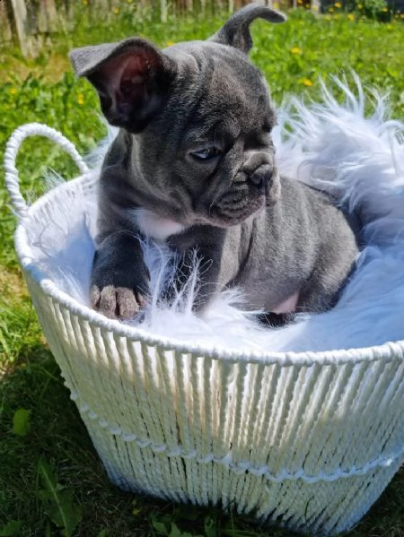 cuccioli di bulldog francese disponibili per l'adozione | Foto 0