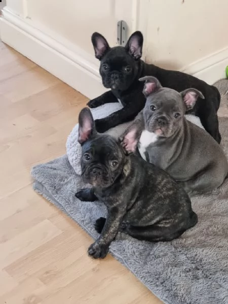 cuccioli di bulldog francese disponibili per l'adozione