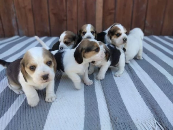 regalo cuccioli beagle whatsapp (+393533174023) | Foto 0