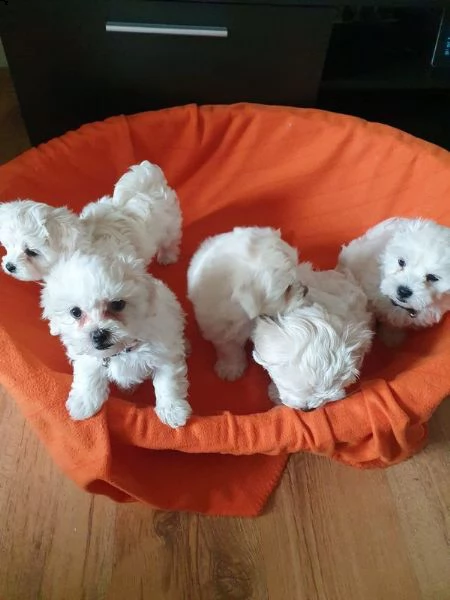 regala cuccioli maltesi whatsapp (+393533174023)