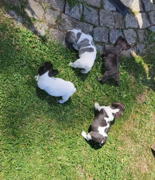 regalo bulldog francese whatsapp (+393533174023) | Foto 0