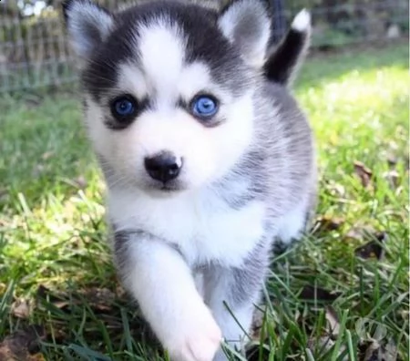 bellissimi cuccioli husky 