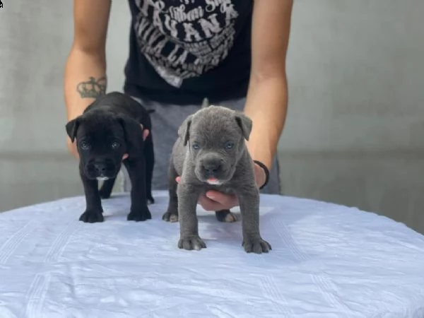 cuccioli di cane corso