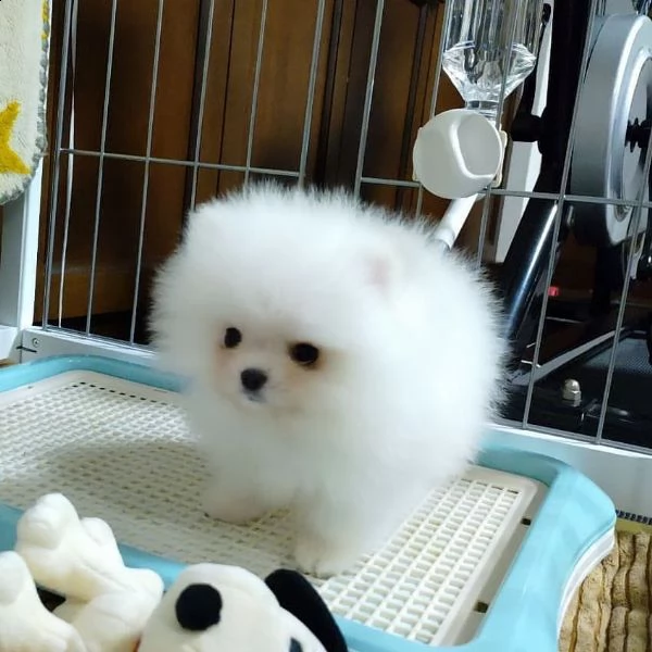 regalo  volpino pomerania mini toy 