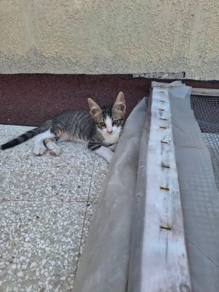 due gattine femmine | Foto 4