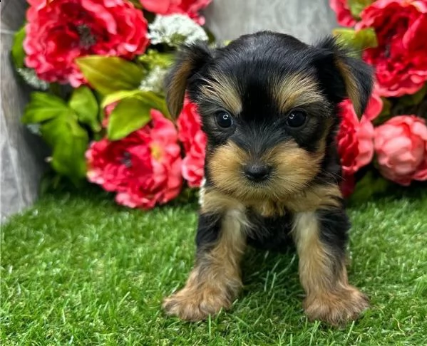 cuccioli maschi e femmine di chihuahua