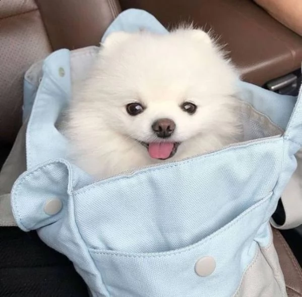 spitz di pomerania | Foto 3