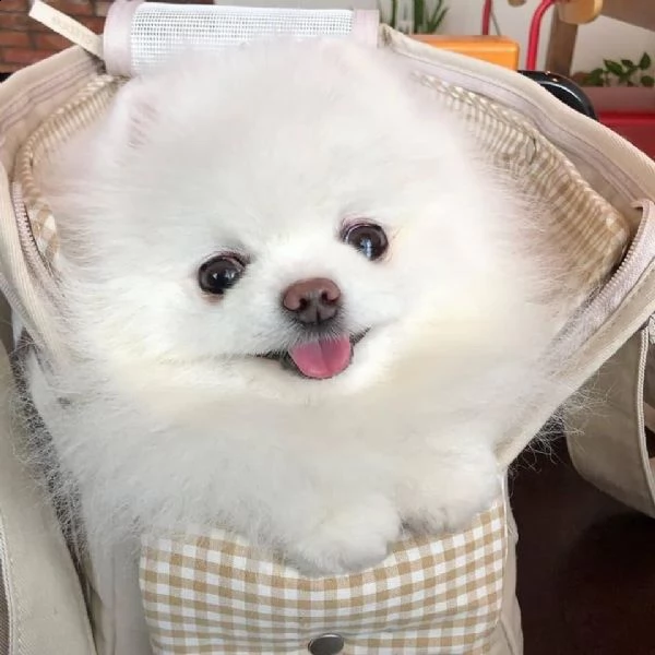 spitz di pomerania | Foto 1