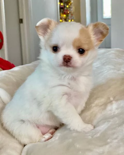 due cuccioli di chihuahua teacup hanno bisogno urgentemente di una nuova famiglia splendidi cuccioli