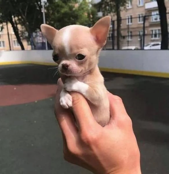 extra chaming teacup cuccioli di chihuahua per adozione gratuita abbiamo due fantastici cuccioli di 