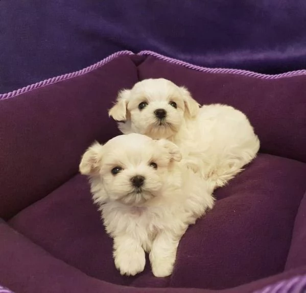 maltese