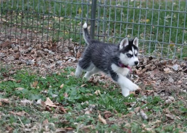 splendidi cuccioli di siberian husky
