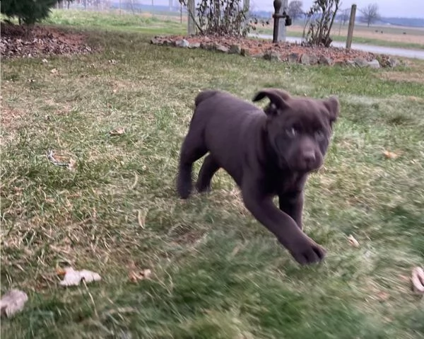 cuccioli labrador, cioccolato