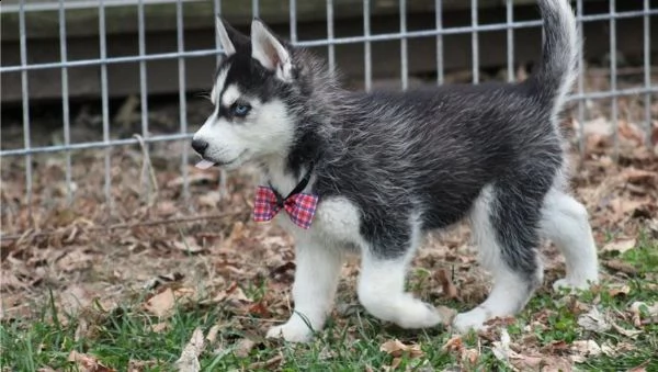 3 bellissimi cuccioli di siberian husky | Foto 0
