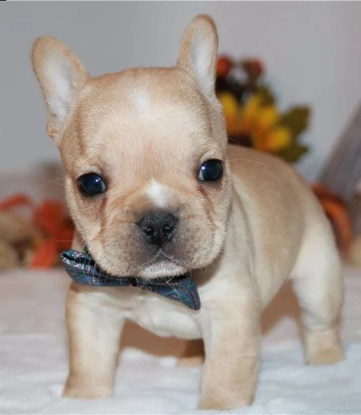 bulldog francese | Foto 0