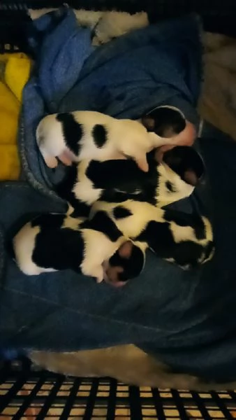 cuccioli di shizu yorkshire piccola taglia nati 1 settembre da consegnare il 18 ottobre i cuccioli  | Foto 0