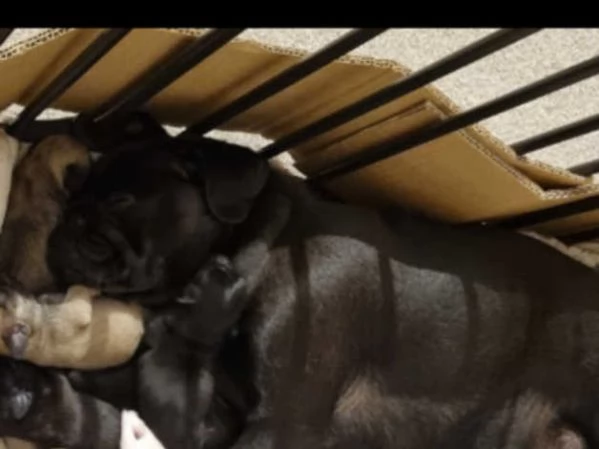 cuccioli di carlino | Foto 2