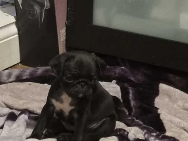 cuccioli di carlino | Foto 1