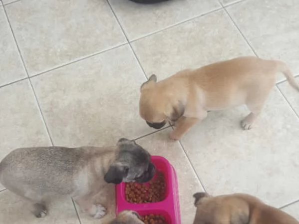 cuccioli di carlino | Foto 0