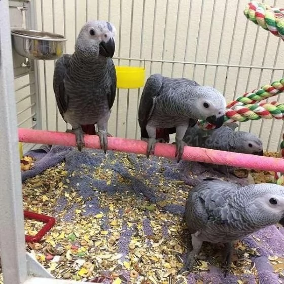 pappagalli grigi africani maschi e femmine