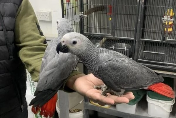 pappagalli grigi africani del congo grigio