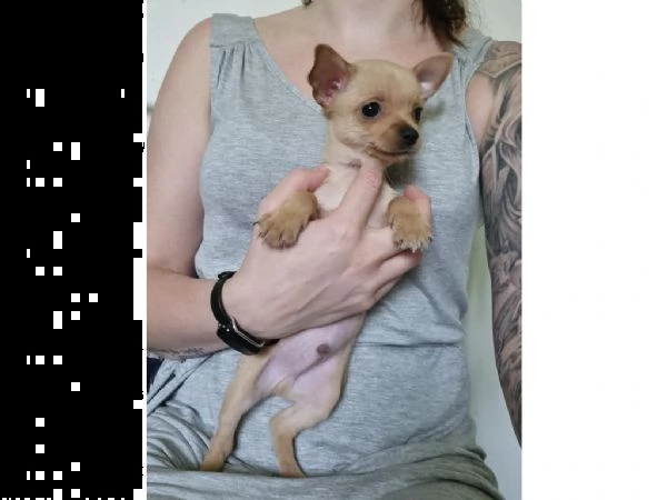 chihuahua a testa di mela per l'adozione