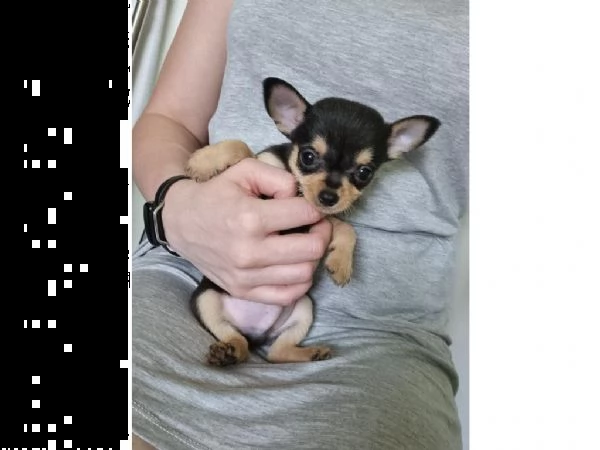 chihuahua a testa di mela per l'adozione | Foto 0