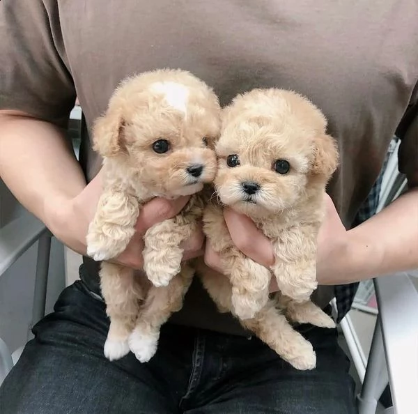 adorabili cuccioli di barboncino in adozione