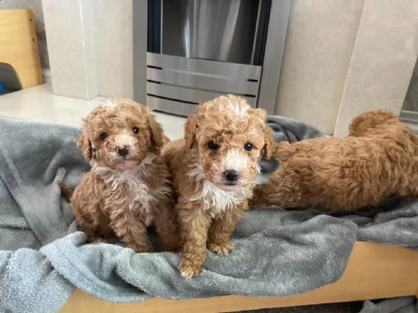 adorabili barboncini giocattolo per l'adozione.