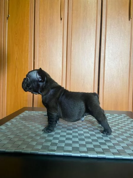 bulldog francese cuccioli | Foto 5