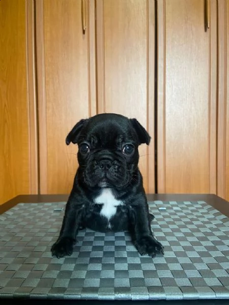 bulldog francese cuccioli | Foto 4