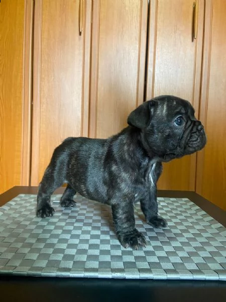 bulldog francese cuccioli | Foto 3