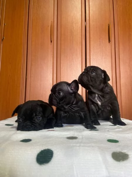 bulldog francese cuccioli | Foto 1