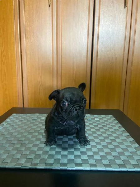bulldog francese cuccioli | Foto 0