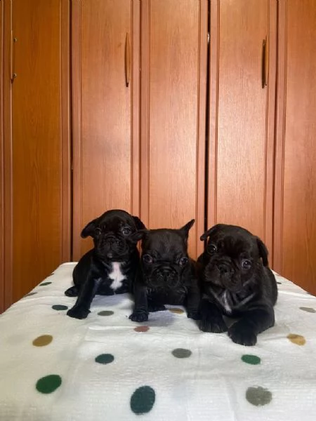 bulldog francese cuccioli