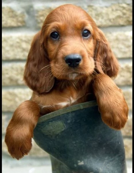 regalo cuccioli coker spaniel i cuccioli vengono consegnati con svezzamento , primo vaccino, librett