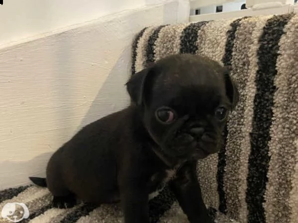 cuccioli di carlino | Foto 4