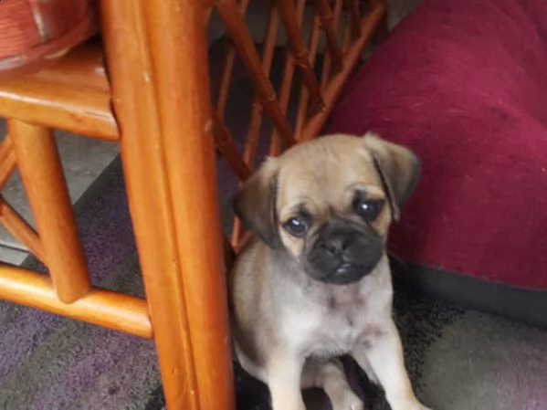 cuccioli di carlino | Foto 1