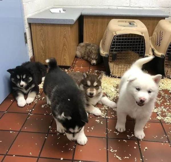 cuccioli di siberian husky pronti per una nuova casa 
