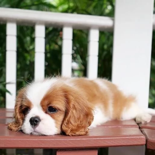 cuccioli cavalier king charles spaniel  | Foto 2