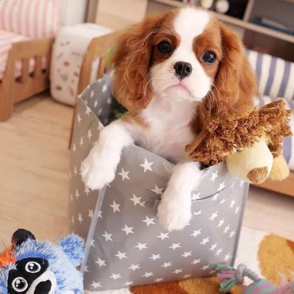 cuccioli cavalier king charles spaniel 