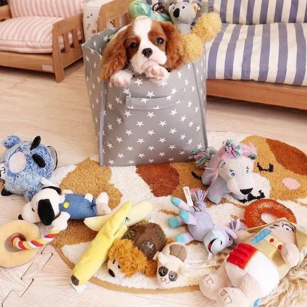 cuccioli cavalier king charles spaniel  | Foto 1