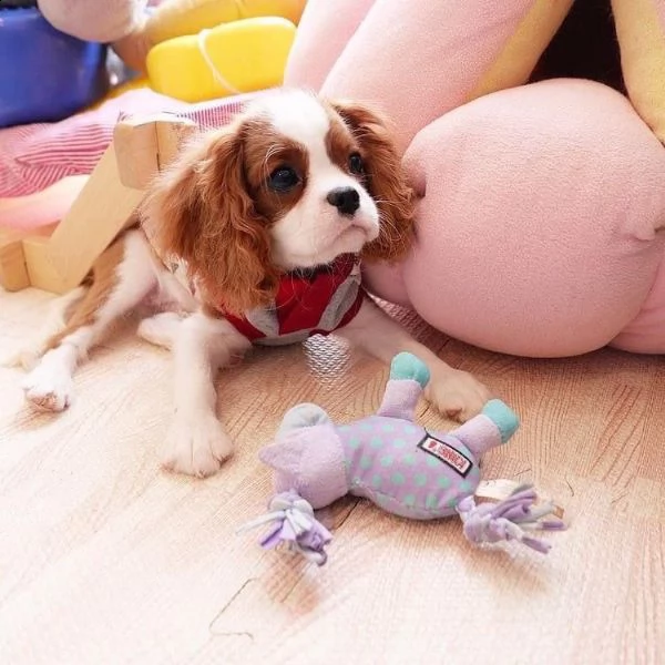 cuccioli cavalier king charles spaniel  | Foto 0