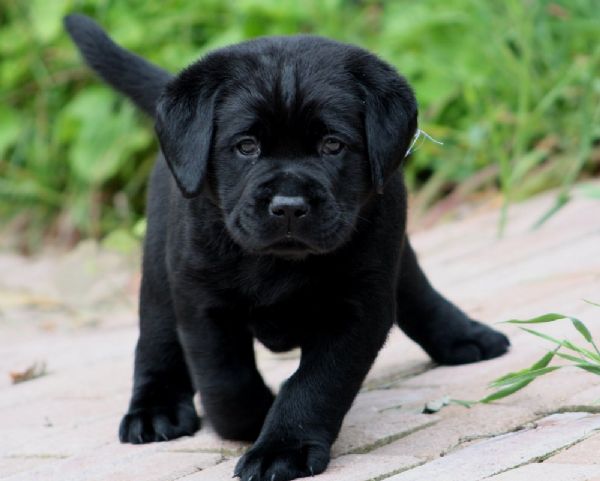 regalo cuccioli di labrador  | Foto 1