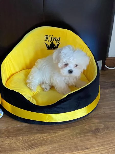  fantastici cuccioli maltesi teacup disponibili per il tuo nuovo membro della famiglia cucciolata sa