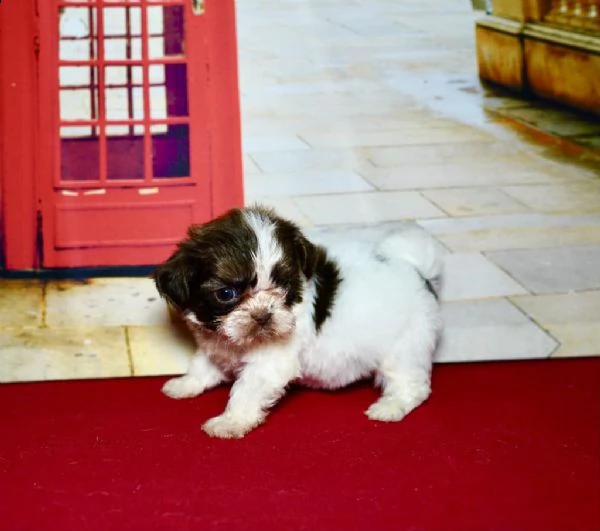 regalo cuccioli di shih tzu whatsapp (+39 353 317 4023) | Foto 1