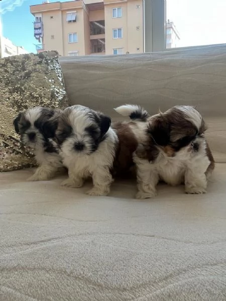 regalo cuccioli di shih tzu whatsapp (+39 353 317 4023) | Foto 0